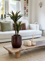 En moderne stue med en hvid sofa, grønne og brune hynder, et sofabord i træ dekoreret med stearinlys og den kunstige agaveplante 76 cm, og en vægdekoration i kædenet. Der kommer naturligt lys ind gennem vinduerne bag sofaen.