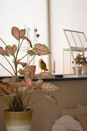 Den 90 cm kunstige Caladium-plante, pink med lyserøde blade, tager en ære i en vindueskarm sammen med andre planter, dekorationer og et hvidt minidrivhus, alt sammen badet i blødt naturligt lys, der fylder det hyggelige rum.