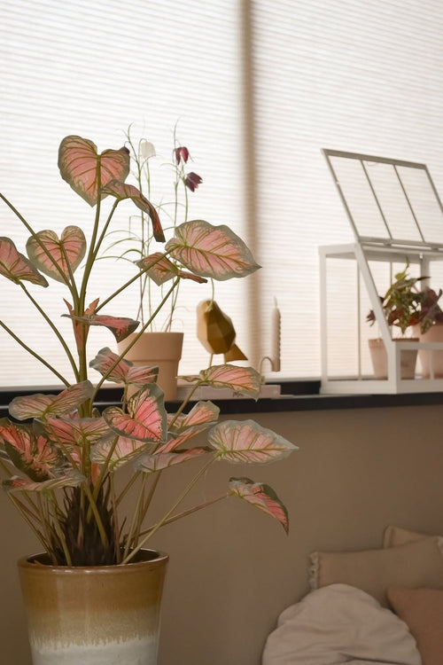 Den 90 cm kunstige Caladium-plante, pink med lyserøde blade, tager en ære i en vindueskarm sammen med andre planter, dekorationer og et hvidt minidrivhus, alt sammen badet i blødt naturligt lys, der fylder det hyggelige rum.