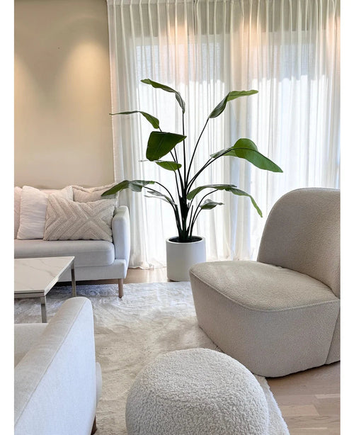 Lys, moderne stue med hvid sofa, rund lænestol og skammel. En 180 cm kunstig plante Strelitzia Real Touch færdiglavet i en beige potte står ved siden af ​​gennemsigtige gardiner. Hyggelig neutral indretning med et blødt tæppe og puder fuldender looket.