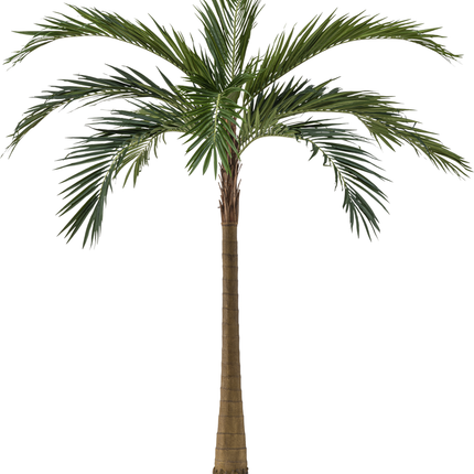 Palm XL Deluxe 270 cm