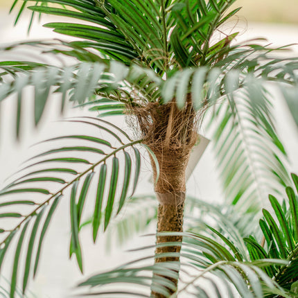 Cycas Palmetto Classic 135 cm