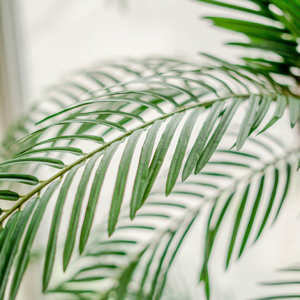 Cycas Palmetto Classic 135 cm