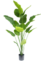 Kunstig plante Strelitzia 210 cm ægte touch