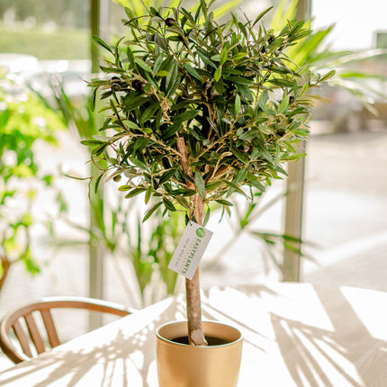 Kunstigt oliventræ 75 cm