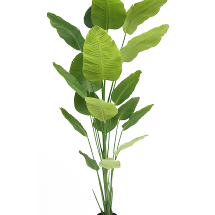 Kunstig plante Strelitzia 240 cm ægte touch