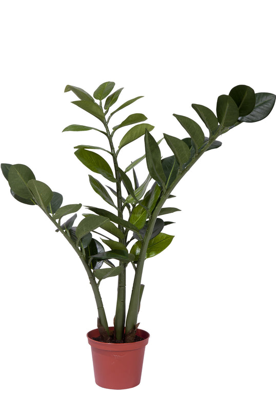 Kunstig plante Zamiocalcus 50 cm