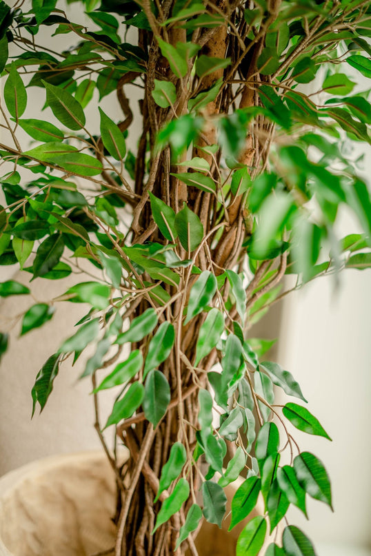 Kunstig plante Ficus Liana 180 cm