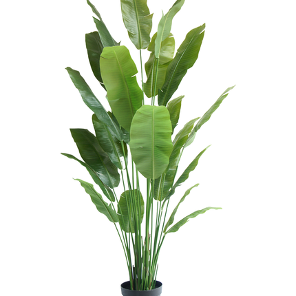 Kunstig plante Strelitzia Nicolai Deluxe 240 cm