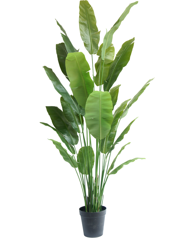 Kunstig plante Strelitzia Nicolai Deluxe 240 cm