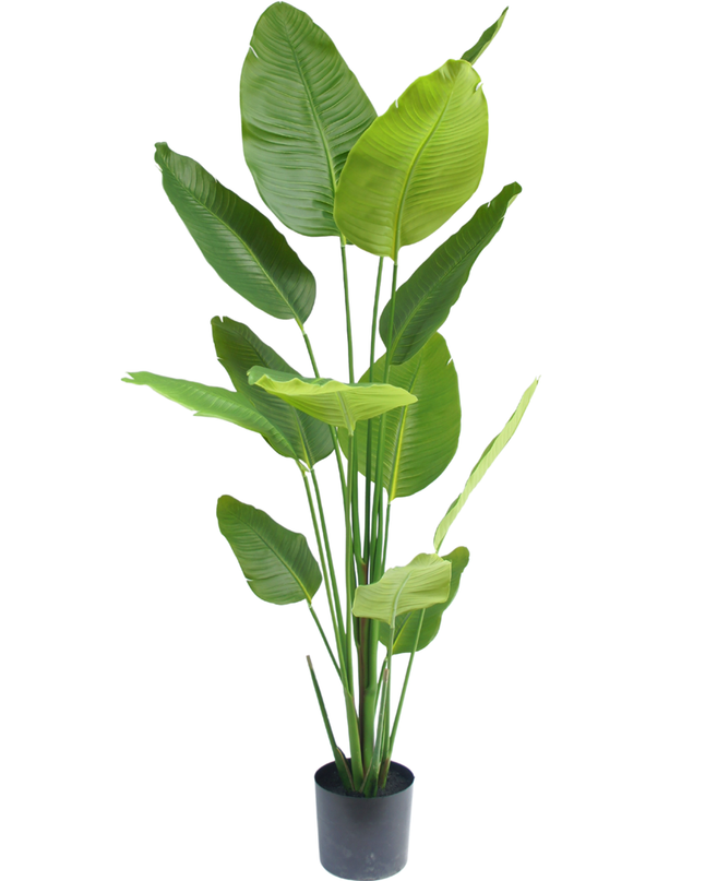 Kunstig plante Strelitzia 180 cm ægte touch