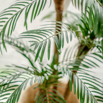 Cycas Palmetto Classic 135 cm