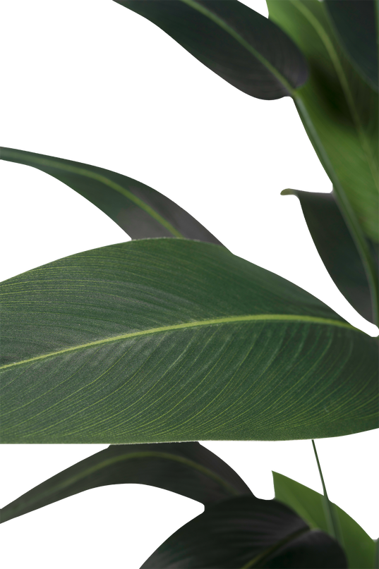 Kunstig plante Heliconia 210 cm