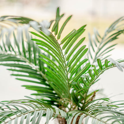 Cycas Palmetto Classic 135 cm