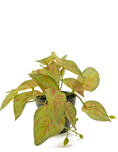Kunstig plante Scindapsus 25 cm