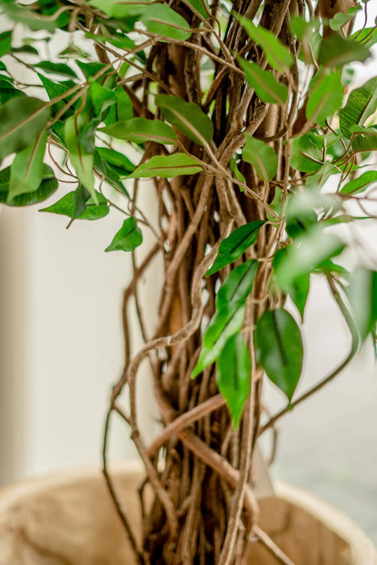 Kunstig plante Ficus Liana 180 cm