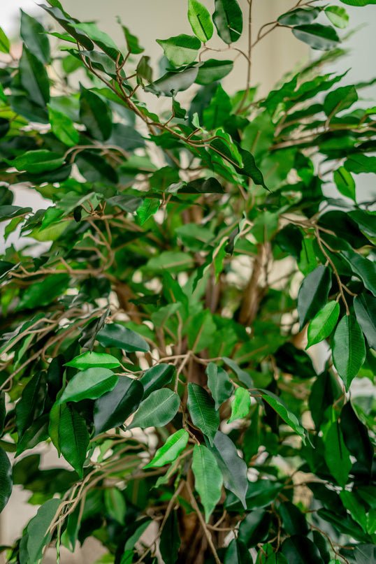 Kunstig plante Ficus Tropical Liana 150 cm