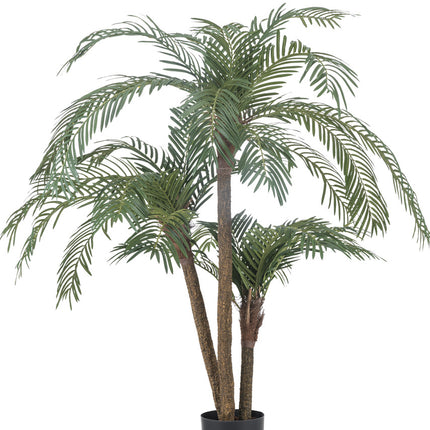 Cycas Palmetto Classic 135 cm