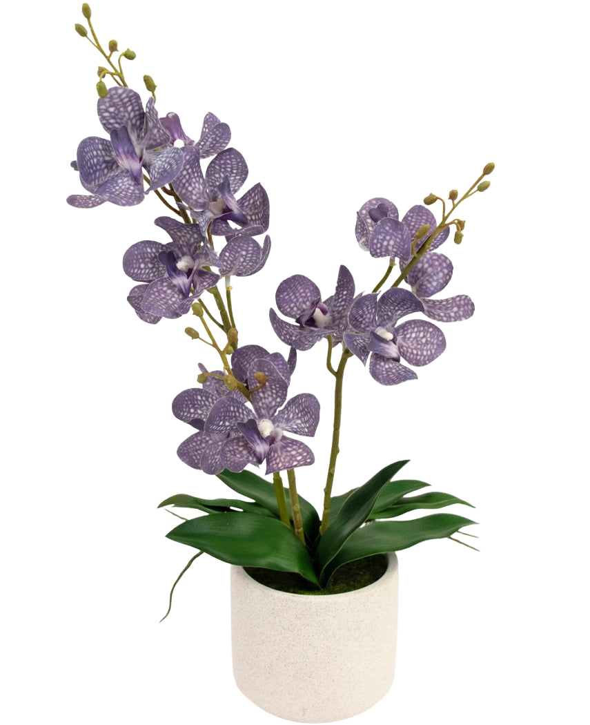 Den kunstige Ascocenda 50 cm lilla har to stængler af lilla, plettede orkidéblomster med grønne blade i en hvid potte, mod en almindelig hvid baggrund.