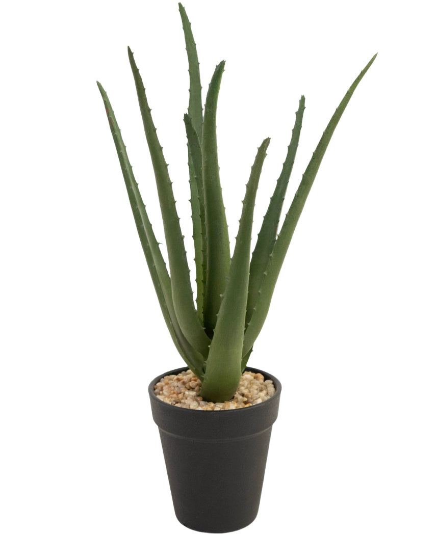 Kunstplanten Aloe Vera 33 cm har lange, tjavsede grønne blade, der vokser opad, i små sten i en slank sort potte, mod en hvid baggrund.
