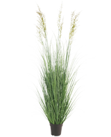 De Kunst Grasplant Tarwe 150 cm brandvertragend is een hoge, onderhoudsvrije plant met slanke groene bladeren en pluimen in een pot-ideaal als tuindecoratie, afgebeeld tegen een effen witte achtergrond.