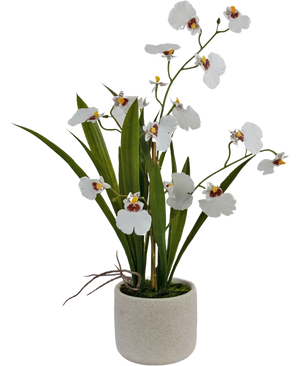 Artificial Oncidium Real Touch 48 cm hvid har naturtro hvide orkideer med grønne blade, smukt arrangeret i en enkel, rund, lys keramisk potte.