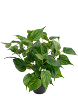 Een levendige Kunstplant Philodendron in pot 35 cm met hartvormige bladeren zit in een strakke zwarte pot, tegen een effen witte achtergrond.