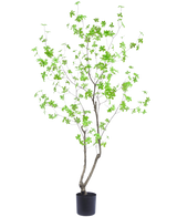 Kunstplanten Enkianthus 180 cm er en høj, slank potteplante med tynde grene og lysegrønne blade mod en almindelig hvid baggrund.