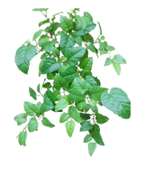 The Artificial Hanging House Vine Green 70cm har grønne blade med takkede kanter og synlige årer på tynde, forgrenede stængler mod en almindelig hvid baggrund.