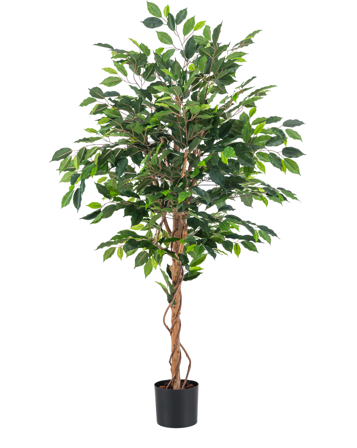Den kunstige plante Ficus Green 150 cm har flere grønne blade og flettede brune stængler i en simpel sort potte, mod en almindelig hvid baggrund.