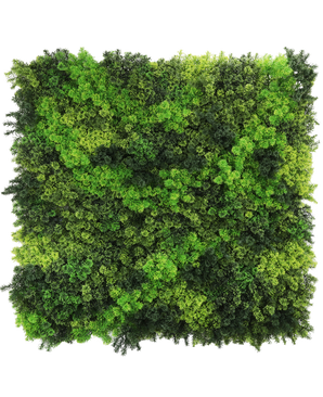 De Kunsthaag Fairyland Moss 100x100 cm UV is een vierkant paneel met dicht, levendig groen mos in verschillende tinten, dat een getextureerde, natuurlijke look biedt die perfect is tegen een witte achtergrond.