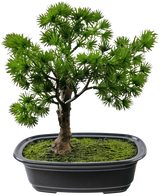 Den kunstige plante Bonsai Juniper 20 cm har tætte, spidse grønne blade i en rektangulær sort potte med mos, mod en almindelig hvid baggrund.