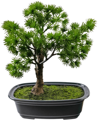 Kunstig plante Bonsai Enebær 20 cm