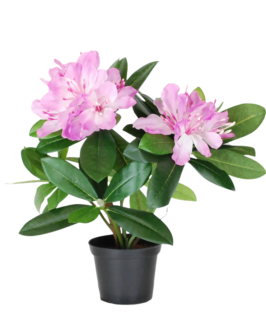Den kunstige plante Rhododendron 34 cm har livlige grønne blade og bundter af lyserøde blomster i en lille sort potte, mod en almindelig hvid baggrund.