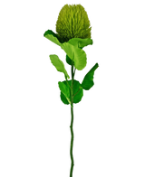Den Kunstige Blomst Banksia 59 cm grøn er en enkelt grøn silkeblomst med en luftig, rund blomst og takkede blade på en lang stilk - ideel til enhver kunstig blomsterdekoration og smuk mod en almindelig hvid baggrund.