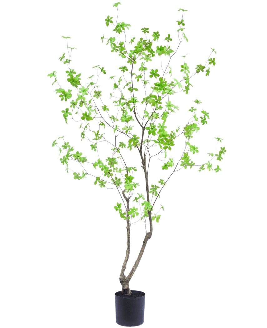 Kunstplanten Enkianthus 180 cm er en høj, slank potteplante med tynde grene og lysegrønne blade mod en almindelig hvid baggrund.