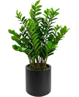 Den færdiglavede kunstplante Zamioculcas i sort potte på 120 cm har skinnende grønne blade og står i en enkel, rund sort potte mod hvid baggrund.