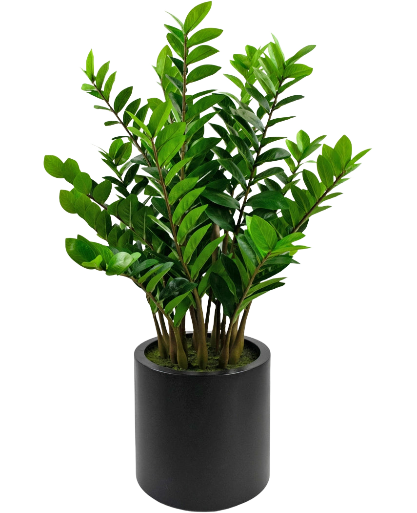 Den færdiglavede kunstplante Zamioculcas i sort potte på 120 cm har skinnende grønne blade og står i en enkel, rund sort potte mod hvid baggrund.