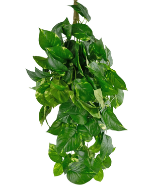 The Artificial Hanging Plant Golden Vine Deluxe 80 cm har levende grønne, hjerteformede blade, der falder ned for at danne et frodigt billede mod en almindelig hvid baggrund.