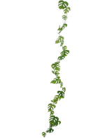 Den kunstige vinplante Monstera 182 cm er en lang kunstig lian med grønne, naturligt formede blade, som hænger lodret mod en almindelig lys baggrund.