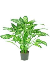 De Kunstplant Dieffenbachia 75 cm is een groene potplant met grote, puntige bladeren met lichtgroene en witte bonte schakering, afgebeeld tegen een effen witte achtergrond.