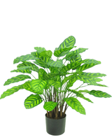 Den kunstige plante Calathea Makoyana UV 75 cm rød er en kunstig plante i en potte med mange brede, levende grønne blade med lysegrønne striber, tæt placeret på flere stængler i en lille sort potte mod en hvid baggrund.
