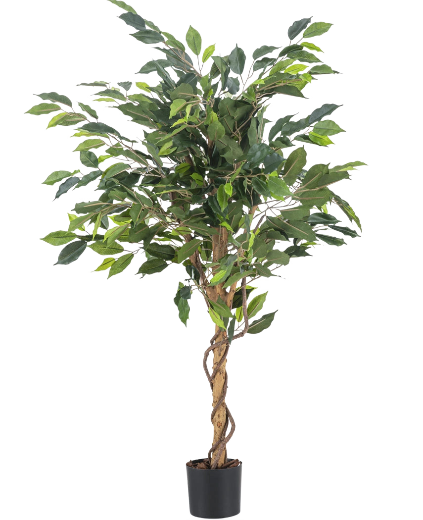 Den kunstige plante Ficus Green 120 cm har grønne blade og en snoet stilk, i en lille sort potte mod en almindelig hvid baggrund.