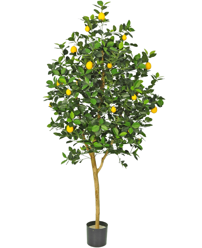 Det kunstige citrontræ 150 cm har en brun stamme, grønne blade og flere gule citroner i en gryde mod en almindelig hvid baggrund.