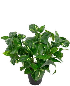 Den kunstige plante Golden Vine in Pot 40cm har frodige, hjerteformede grønne blade med gule nuancer mod en almindelig hvid baggrund.