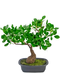 Kunstig plante Bonsai Ficus 30 cm