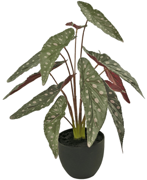 De Kunst Begonia 48 cm in sierpot zwart heeft grote groene bladeren met witte vlekken en roodachtige onderkant, gepresenteerd in een zwarte pot tegen een witte achtergrond.