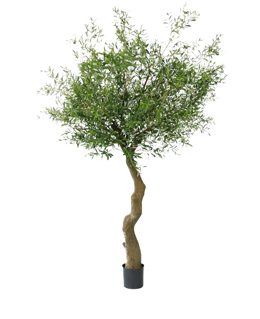Det kunstige oliventræ 270 cm uden oliven står i elegante dekorative potter, med en snoet stamme og tæt grønt løv, mod en almindelig hvid baggrund.