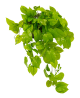 Den kunstige Pothos busk Deluxe 90 cm UV har levende grønne, hjerteformede blade, der fosser ned mod en almindelig hvid baggrund.