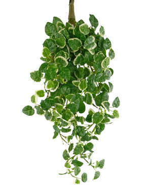 Den kunstige hængeplante Pumila 50 cm UV har grønne blade med hvide kanter, mod en almindelig hvid baggrund.